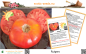 Preview: Tomate * Rutgers * 50 Samen